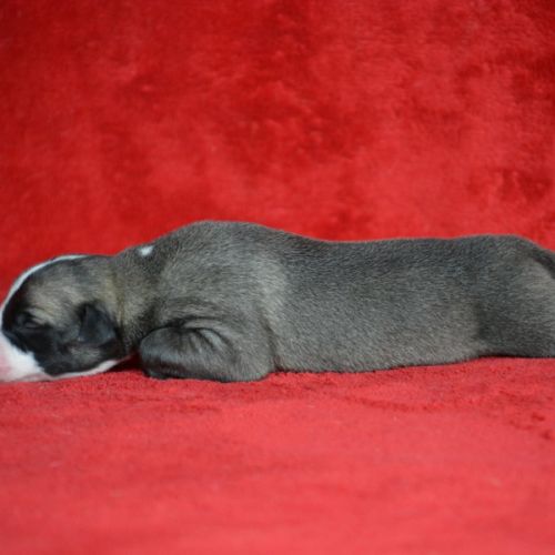 Whippet a réserver #2