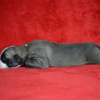 Whippet a réserver #2