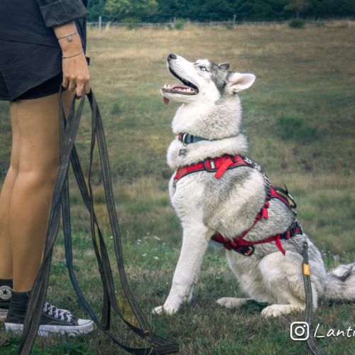 Chiot de 9 mois à l'adoption #5