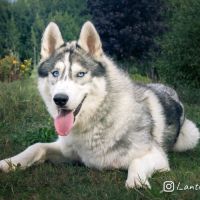 Chiot de 9 mois à l'adoption #1