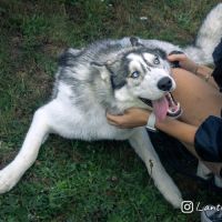 Chiot de 9 mois à l'adoption #3