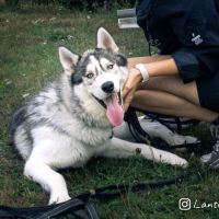 Chiot de 9 mois à l'adoption #0