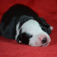 Whippet a réserver