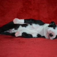 Whippet a réserver #3