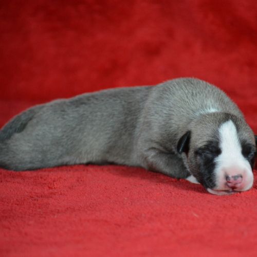 Whippet  a vendre #1