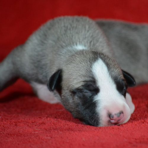 Whippet  a vendre #2
