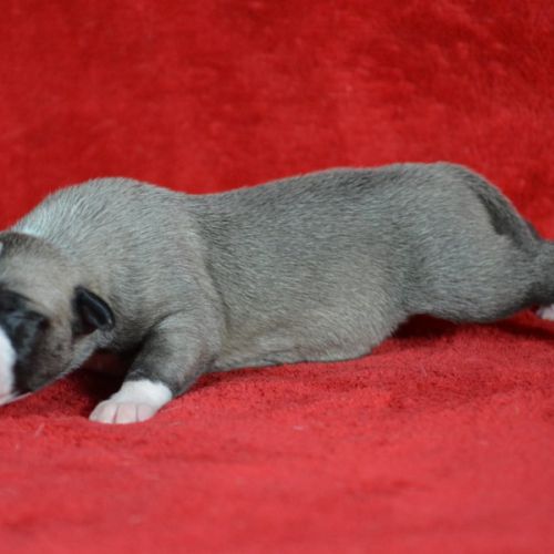 Whippet  a vendre #0