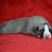 Whippet  a vendre #1