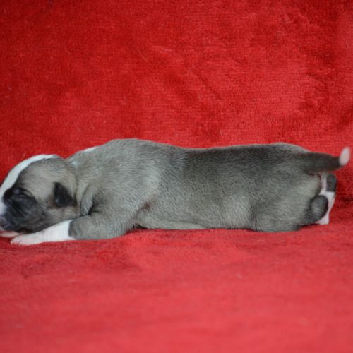 Chiot whippet a réserver #2