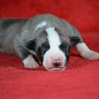 Chiot whippet a réserver #1