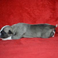Chiot whippet a réserver #2