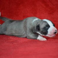 Chiot whippet a réserver