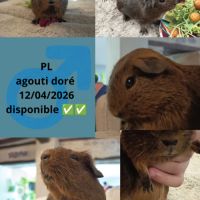 Plusieurs chons disponible #4