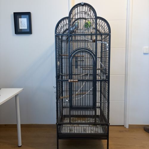 Cage + accessoires + calopsitte mâle #1