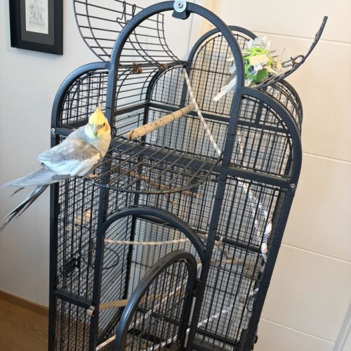 Cage + accessoires + calopsitte mâle #2