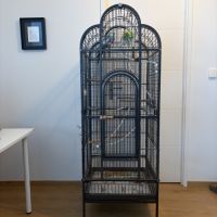Cage + accessoires + calopsitte mâle #1
