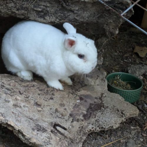 Max - lapin nain #1