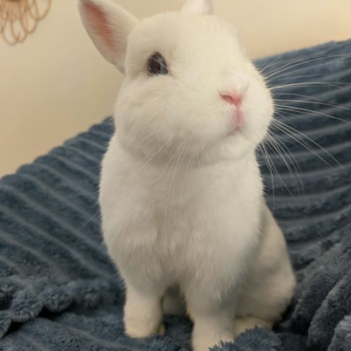 Max - lapin nain #2