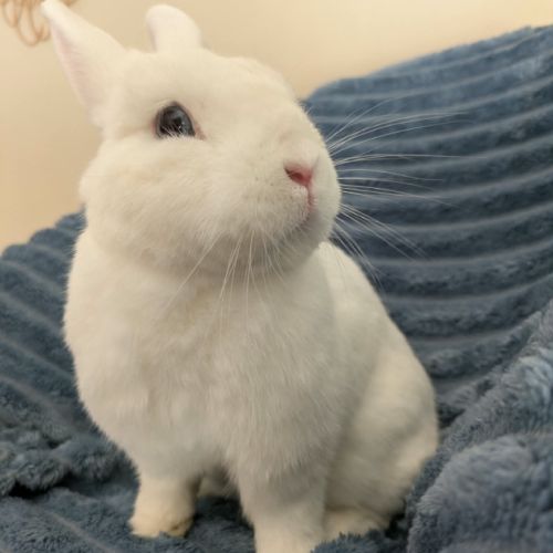Max - lapin nain #0