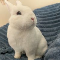 Max - lapin nain