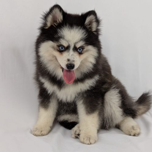 Pomsky toy, yeux bleus #1