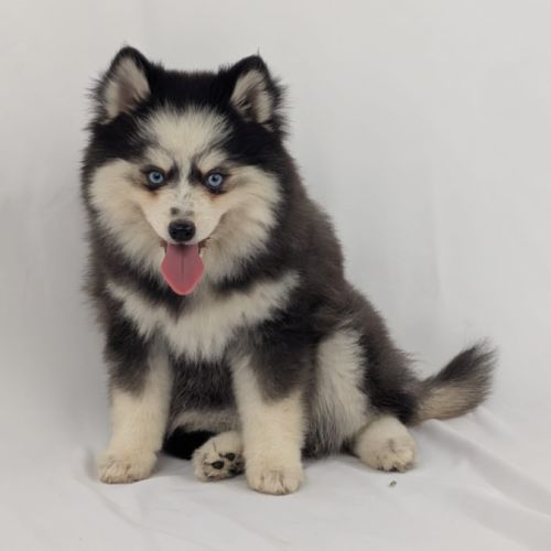 Pomsky toy, yeux bleus #0