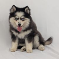 Pomsky toy, yeux bleus