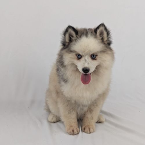 Pomsky toy, yeux bleus #1