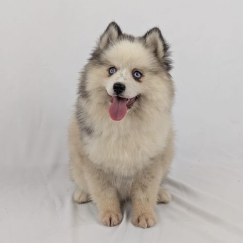 Pomsky toy, yeux bleus #0