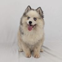 Pomsky toy, yeux bleus