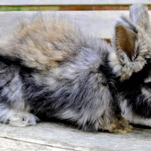 Lapins anglais angora #2