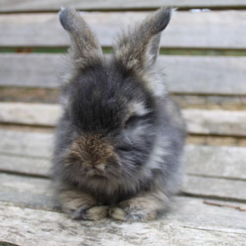 Lapins anglais angora #4