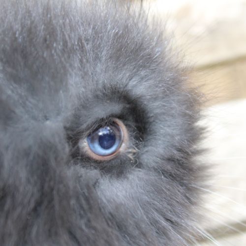 Lapins anglais angora #5