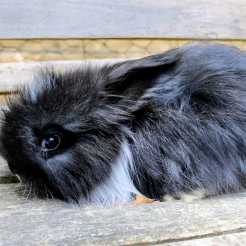 Lapins anglais angora #6