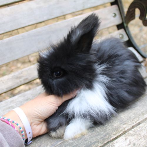 Lapins anglais angora #7