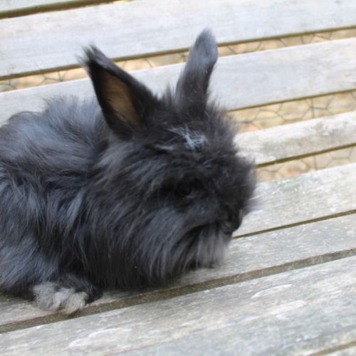 Lapins anglais angora #8