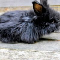 Lapins anglais angora