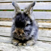 Lapins anglais angora #3