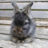 Lapins anglais angora #4