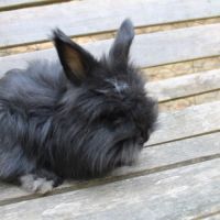 Lapins anglais angora #8