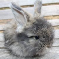 Lapins anglais angora #9