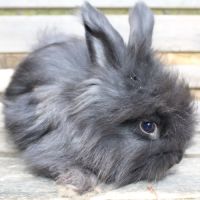 Lapins anglais angora #10