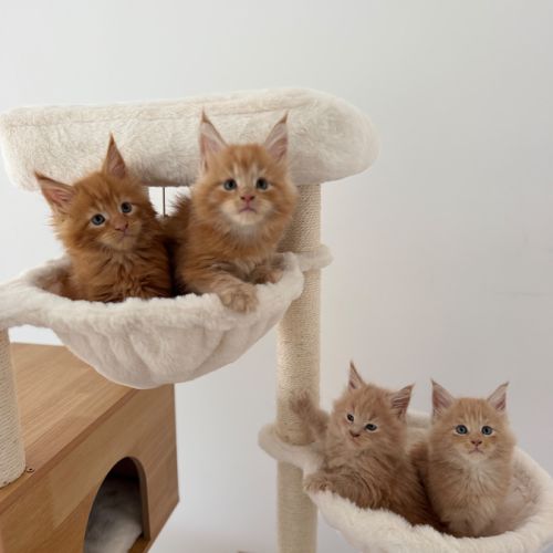 3 chatons maine coon mâles loof