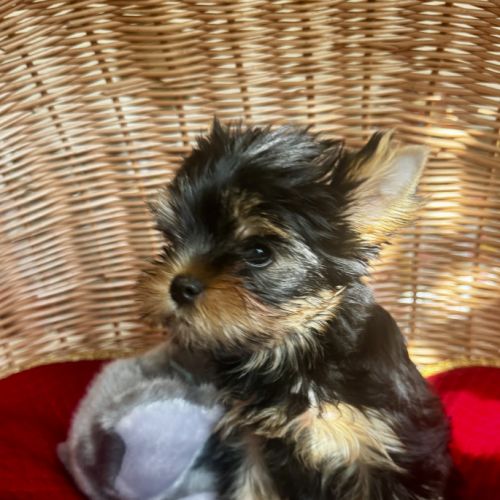 Magnifique femelle yorkshire terrier lof #1
