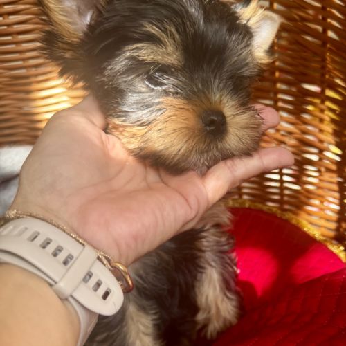 Magnifique femelle yorkshire terrier lof #2