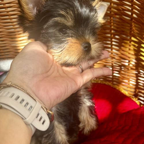 Magnifique femelle yorkshire terrier lof #3
