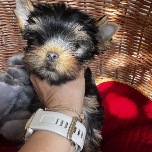 Magnifique femelle yorkshire terrier lof #4