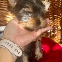Magnifique femelle yorkshire terrier lof #2
