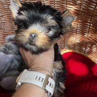 Magnifique femelle yorkshire terrier lof #4