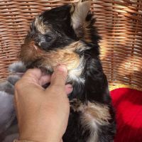 Magnifique femelle yorkshire terrier lof